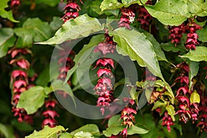 Flowering Nutmeg or Himalayan Honeysuckle - Leycesteria formosa Berries