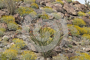 Flowering Ocatillo Cactus Plant in Desert Mountain Landscape photo