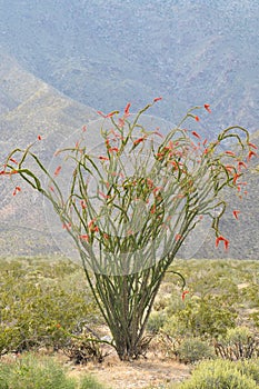 Flowering Ocatillo Cactus Plant in Desert Mountain Landscape photo