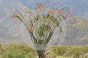 Flowering Ocatillo Cactus Plant in Desert Mountain Landscape photo