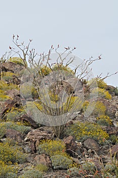 Flowering Ocatillo Cactus Plant in Desert Mountain Landscape photo