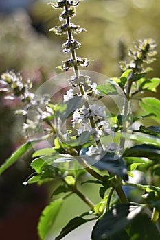Flowering Ocimum basilicum \'Magic White\'