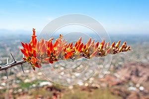 Flowering Ocotillo Flower on Top of a Hill