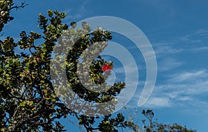 Flowering Ohia Lehua tree at the Volcanoes National Park on the Big Island, Hawaii