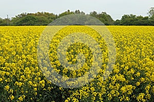 Flowering oil seed rape field