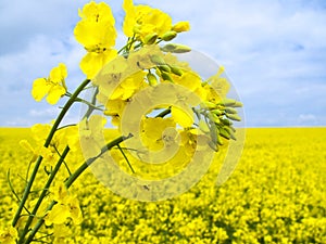 Flowering oilseed