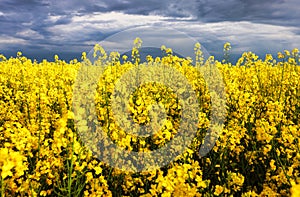 Flowering oilseed rape on a dark background