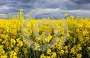 Flowering oilseed rape on a dark background