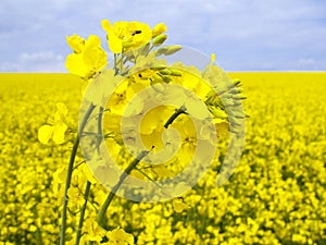 Flowering oilseed