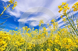 Flowering Oilseed Rape Field Closeup with Blue Cloudy Sky Above