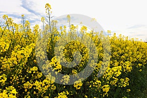 Flowering oilseed rape on a white background