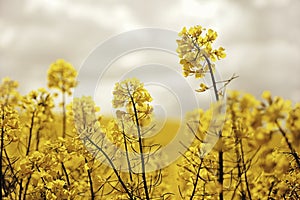 Flowering oilseed rapeseed