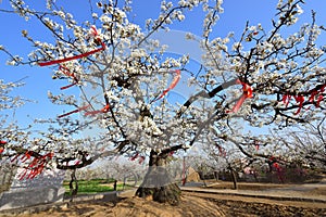 The flowering old pear tree was 380 years old