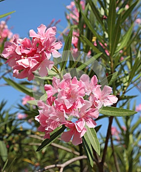 Flowering Oleander plant with pink flowers typical of the Medite