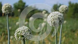 Flowering onion, blooming onion plant in garden. White onions flowers on summer field. Onion plants with beautiful white