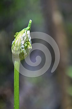 Flowering onion