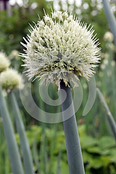 flowering onion (lat.Allium fistulosum) close-up