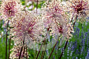 Flowering Onion and Lavender