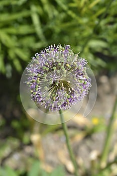 Flowering Onion Purple Sensation