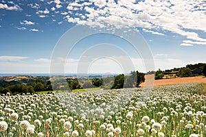 Flowering onionfield in Central Italy