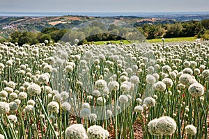 Flowering onionfield in Central Italy