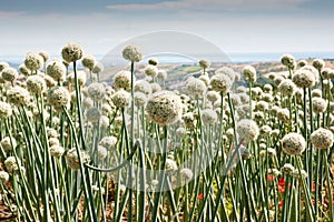 Flowering onionfield in Central Italy