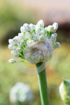 Flowering onions, also called alliums