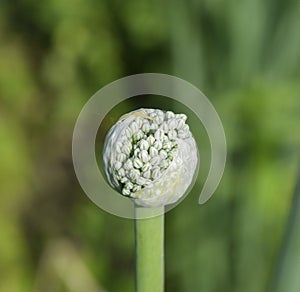 Flowering onions in the garden. Bud of onion.