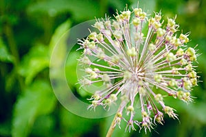 Flowering onions in the morning dew. Botanical Garden. On a green background