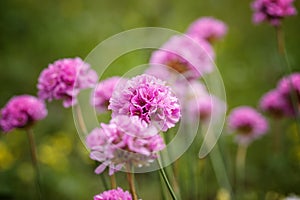 Flowering onions summer in the garden