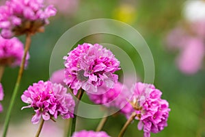 Flowering onions summer in the garden