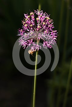 Flowering onions in sunny weather in the city garden