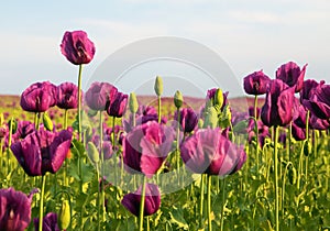 Flowering opium poppy field in Latin papaver somniferum