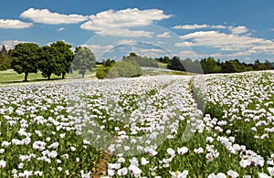 flowering opium poppy field in Latin papaver somniferum