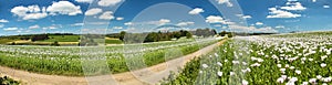 flowering opium poppy field in Latin papaver somniferum