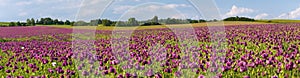 Flowering opium poppy field, in Latin papaver somniferum