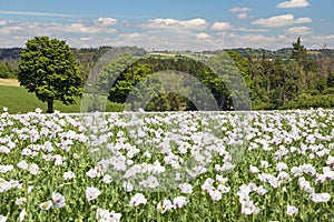 flowering opium poppy field in Latin papaver somniferum