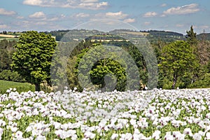 flowering opium poppy field in Latin papaver somniferum