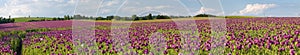 Flowering opium poppy field, in Latin papaver somniferum