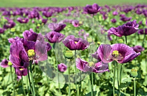 Flowering opium poppy field in Latin papaver somniferum