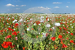 Flowering opium poppy field in Latin papaver somniferum photo