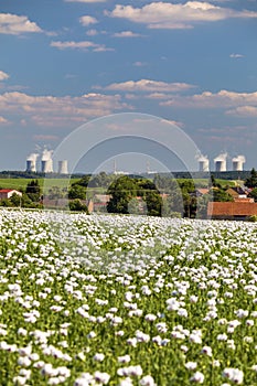 flowering opium poppy field and Nuclear power plant