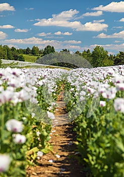 Flowering opium poppy field with pathway