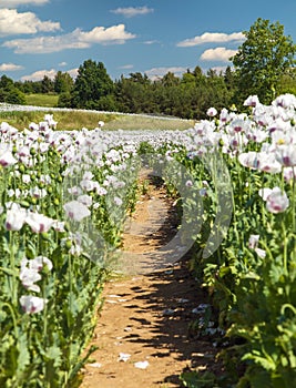 Flowering opium poppy field with pathway