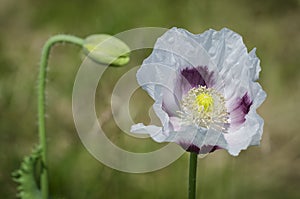 Flowering Opium Poppy (Papaver somniferum)