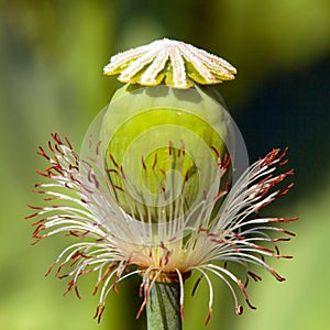 Flowering opium poppy papaver somniferum
