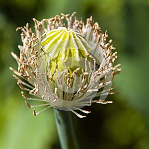 Flowering opium poppy papaver somniferum