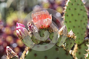 Flowering Opuntia Aciculata Cactus, Chenille Pricklypear photo