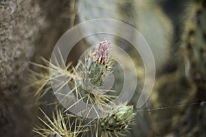 Flowering Opuntia basilaris cactus plant in the desert.