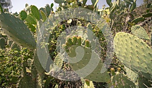 Flowering opuntia plant,south sardinia